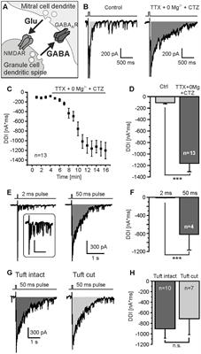 Adenosine A1 Receptor-Mediated Attenuation of Reciprocal Dendro-Dendritic Inhibition in the Mouse Olfactory Bulb